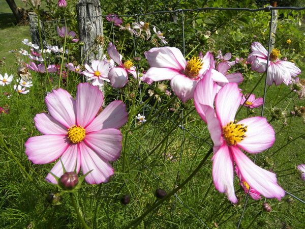 les cosmos