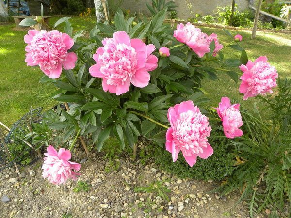 la pivoine